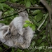 sloth_toed_three_map_h_0034_cos0229.jpg
